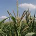 Květenství <i>Zea mays</i>