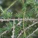 Stonek - brachyblasty <i>Larix decidua</i>