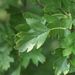 List - přenodílný list <i>Crataegus</i> sp.
