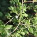 Plod a větévka <i>Prunus spinosa</i>