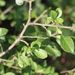 Stonek - kolce <i>Prunus spinosa</i>