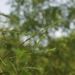 Stonek - normální větévky <i>Larix decidua</i>