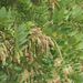 Plody - lusky <i>Robinia pseudacacia</i>