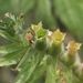 Plod - tobolky <i>Hyoscyamus niger</i> - detail