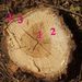 Stonek - sekundární stavba, příčný řez kmenem <i>Robinia pseudacacia</i>