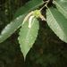 List, plod a větévka <i>Castanea sativa</i>