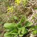 Stonek - stvol <i>Primula veris</i>