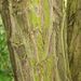 Krycí pletiva sekundární - borka <i>Robinia pseudacacia</i>