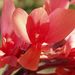 Květ <i>Canna indica</i>