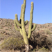 Trichocereus  atacamensis

