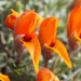 Anarthophyllum strigulipetalum Sorarú