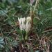 Gentiana frigida (hořec chladnomilný), Gentianaceae