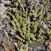 Sedum sexangulare (rozchodník šestihranný), Crassulaceae