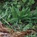 Phyllitis scolopendrium (jelení jazyk celolistý), Aspleniaceae