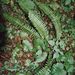 Polystichum lonchitis (kapradina hrálovitá), Dryopteridaceae