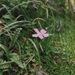Dianthus glacialis (hvozdík ledovcový), Caryophyllaceae