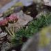 Ranunculus glacialis (pryskyřník ledovcový), Ranunculaceae