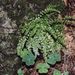 Asplenium viride (sleziník zelený), Aspleniaceae
