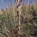 Orobanche arenaria (záraza písečná), Orobanchaceae