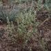 Salsola kali (slanobýl draselný), Chenopodiaceae
