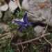 Gentiana cilliata (hořec brvitý), Gentainaceae