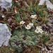 Saxifraga caesia (lomikámen sivý), Saxifragaceae