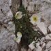 Papaver sendtneri (mák Sendtnerův), Papaveraceae