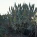 Echium cf. virescens (hadinec nazelenalý), Boraginaceae
