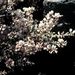 Spartocytisus supranubius (čilimník vysokohorský), Fabaceae