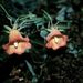 Canarina canariensis (kanarína kanárská), Campanulaceae