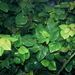 Hedera canariensis (břečťan kanárský), Araliaceae