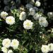 Cistus monspeliensis (cist montpellierský), Cistaceae