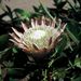 Protea cynaroides (protea artyčoková), Proteaceae
