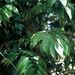 Semele androgyna (semele dvoudomá), Ruscaceae