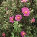 Cistus albidus (cist bělavý), Cistaceae