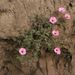 Convolvulus altheaoides (svlačec), Convolvulaceae