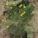 Spartium junceum (vítečník prutnatý), Fabaceae