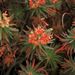 Euphorbia dendroides (pryšec), Euphorbiaceae