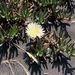 Carpobrotus edulis (karpobrotus), Aizoaceae
