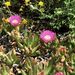 Carpobrotus acinaciformis (karpobrotus), Aizoaceae