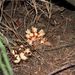 Cytinus ruber (ozorna červená), Rafflesiaceae