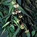 Eucalyptus globulus (blahovičník), Myrtaceae