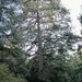 Cedrus atlantica (cedr atlantský), Pinaceae