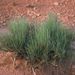 Ephedra sp. (chvojník), Ephedraceae