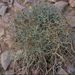 Launaea arborescens, Asteraceae