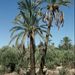 Phoenix dactylifera (palma datlová), Arecaceae