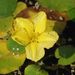 Nymphoides peltata (plavín štítnatý), Menyanthaceae