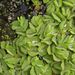 Salvinia natans (nepukalka vzplývající), Salviniaceae