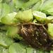 Salvinia natans (nepukalka vzplývající), Salviniaceae – detail kořenů