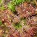 Drosera sp. (rosnatka), Droseraceae